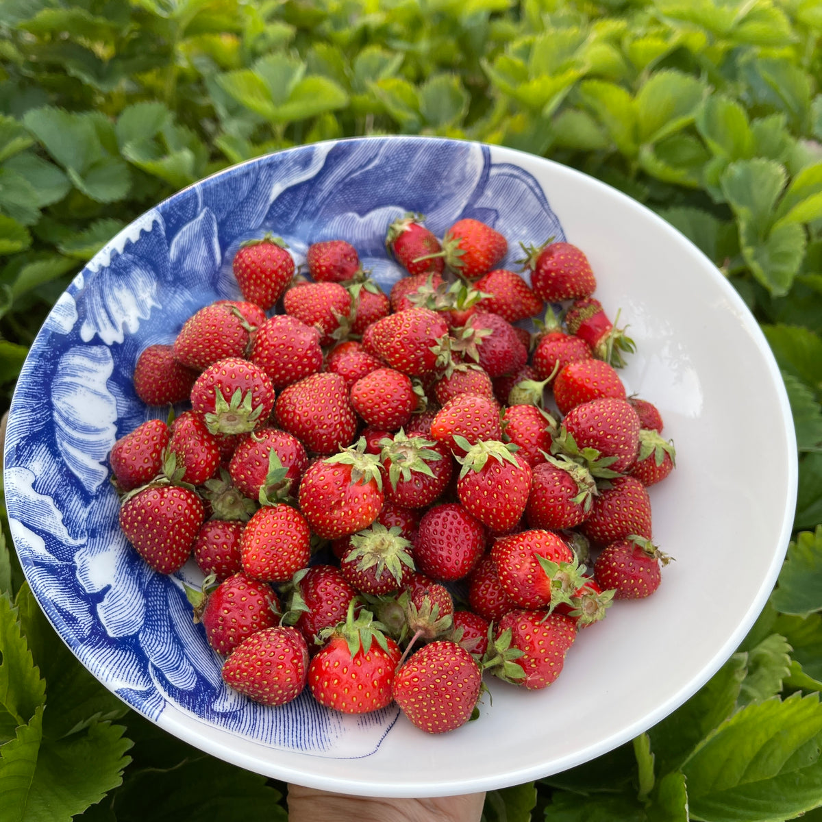 A Peony Wide Serving Bowl of fresh strawberries on a blue and white dinnerware pattern, held above lush green leaves by Caskata Artisanal Home.